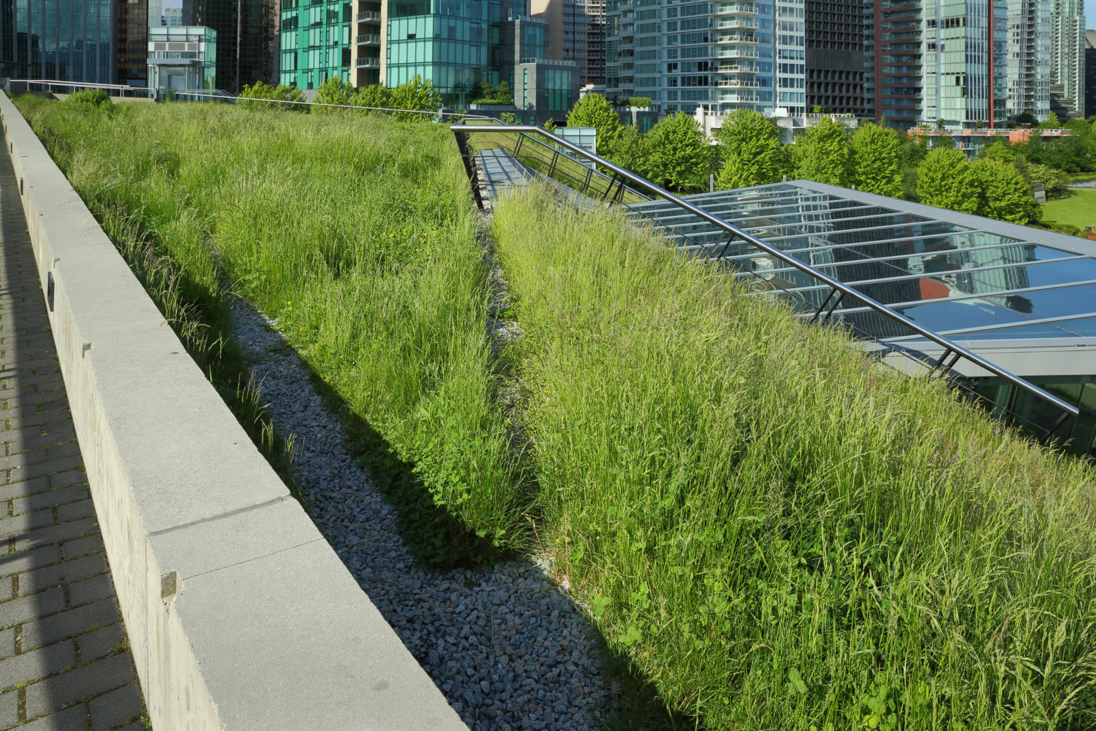 A portion of the new Vancouver Convention Center environmentally friendly, lush, 6 acre green roof.