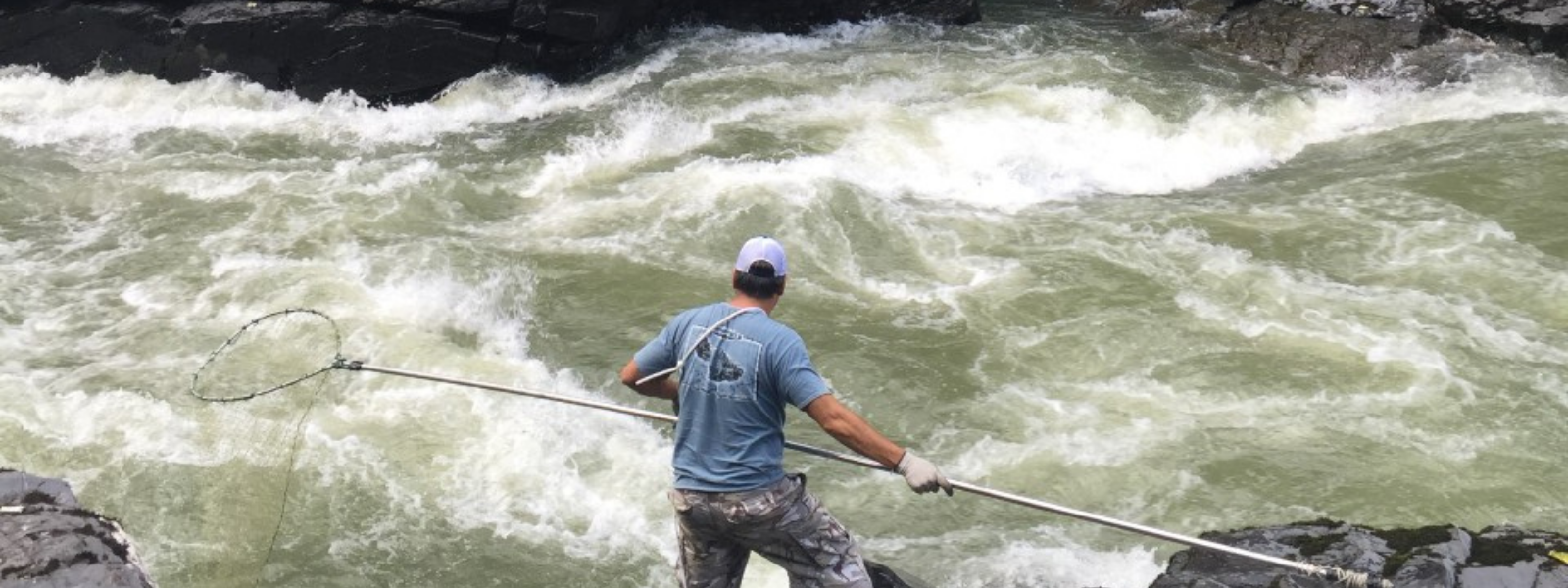 Cliff Wale fishing for sockeye in Gitxsan territory, using a traditional dip net.