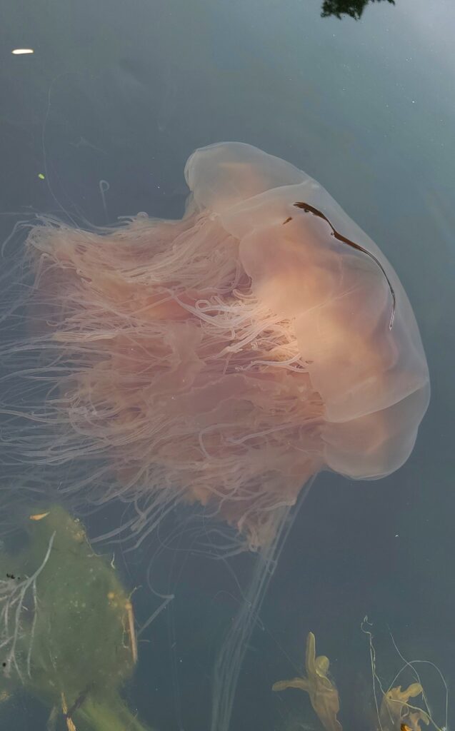 Cruising jellyfish, Ahousaht Territories. Photo: Tara Atleo