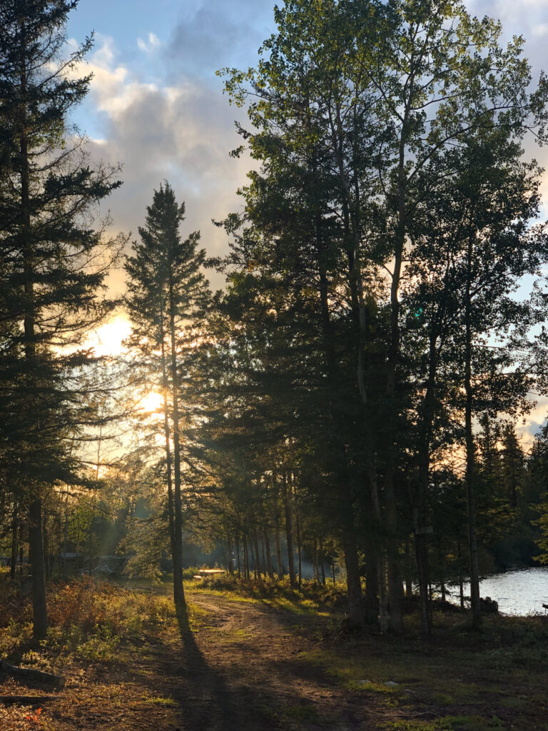 Sun through trees