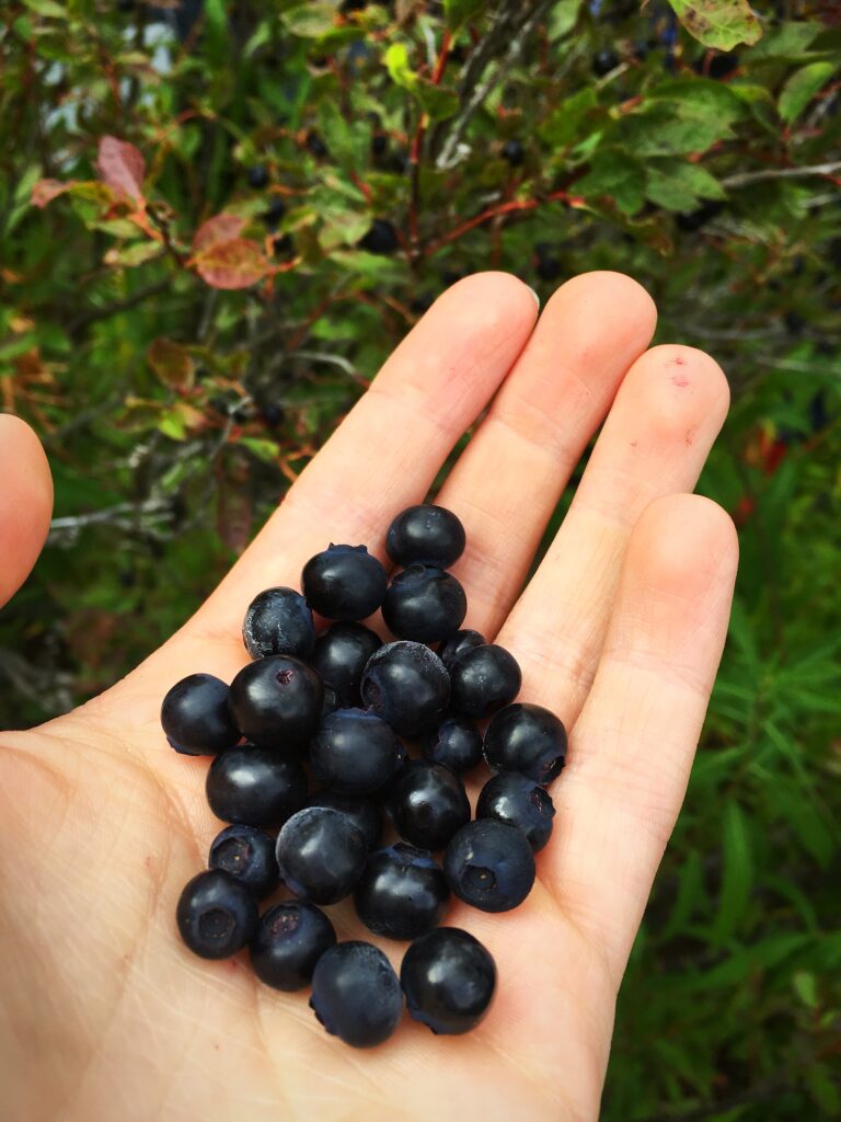 The harvesting of huckleberries typically happens in the fall in Gitxsan territory. Photo: Janna Wale. 