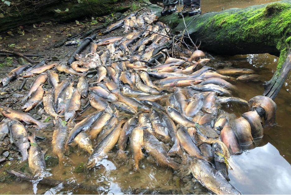 Thousands of salmon dying in the Neekas River. Photo credit: Sarah Mund, taken on Heiltsuk Territory.